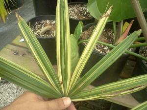 Rhapis excelsa variegated (2).jpg